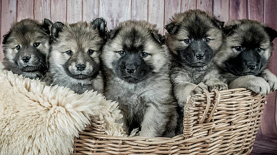 fünf hochgradig niedliche Hundewelpen